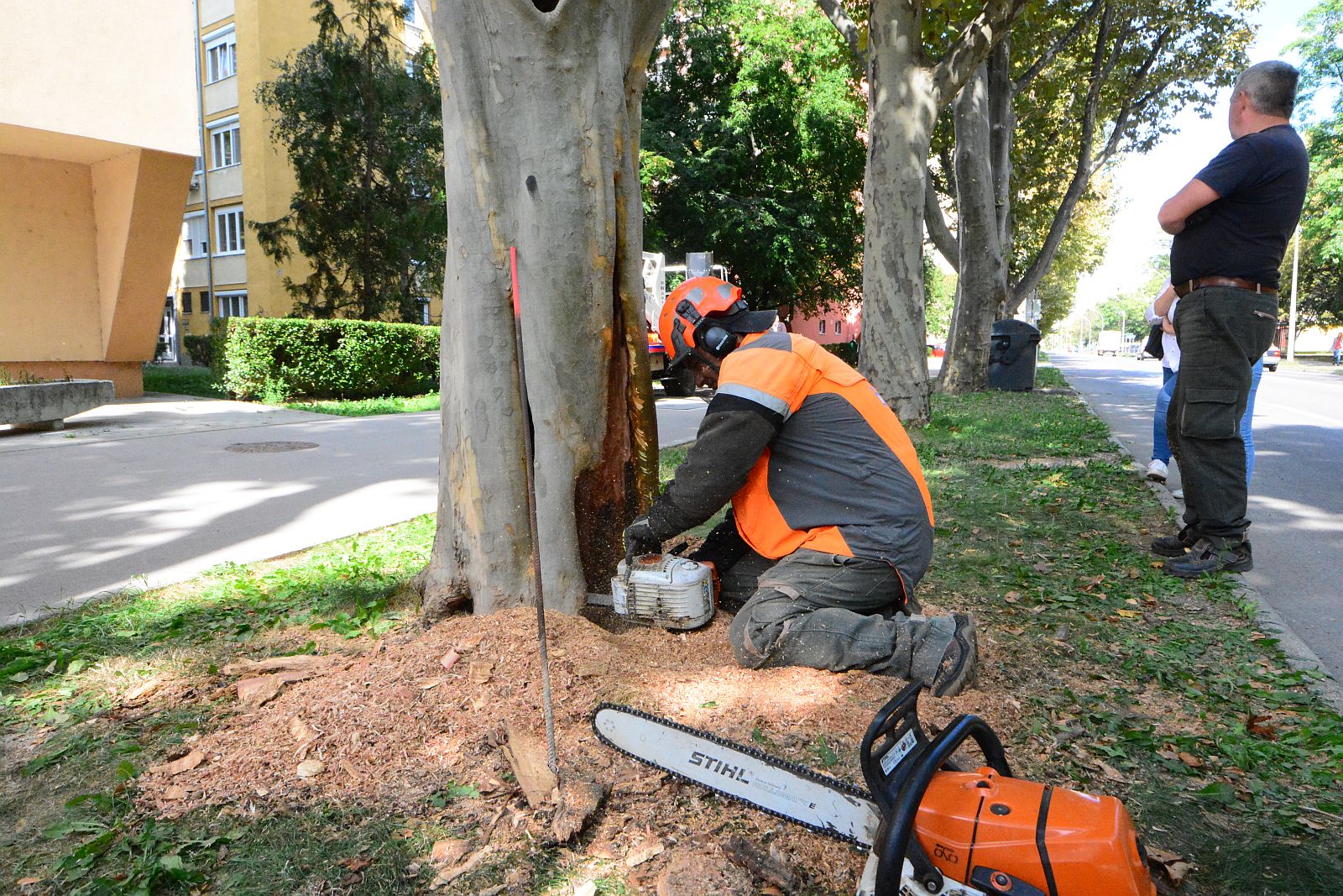 Így mentették meg az idős platánt a Lövölde utcában